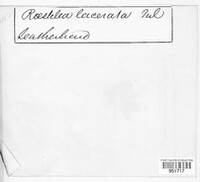 Gymnosporangium clavariiforme image